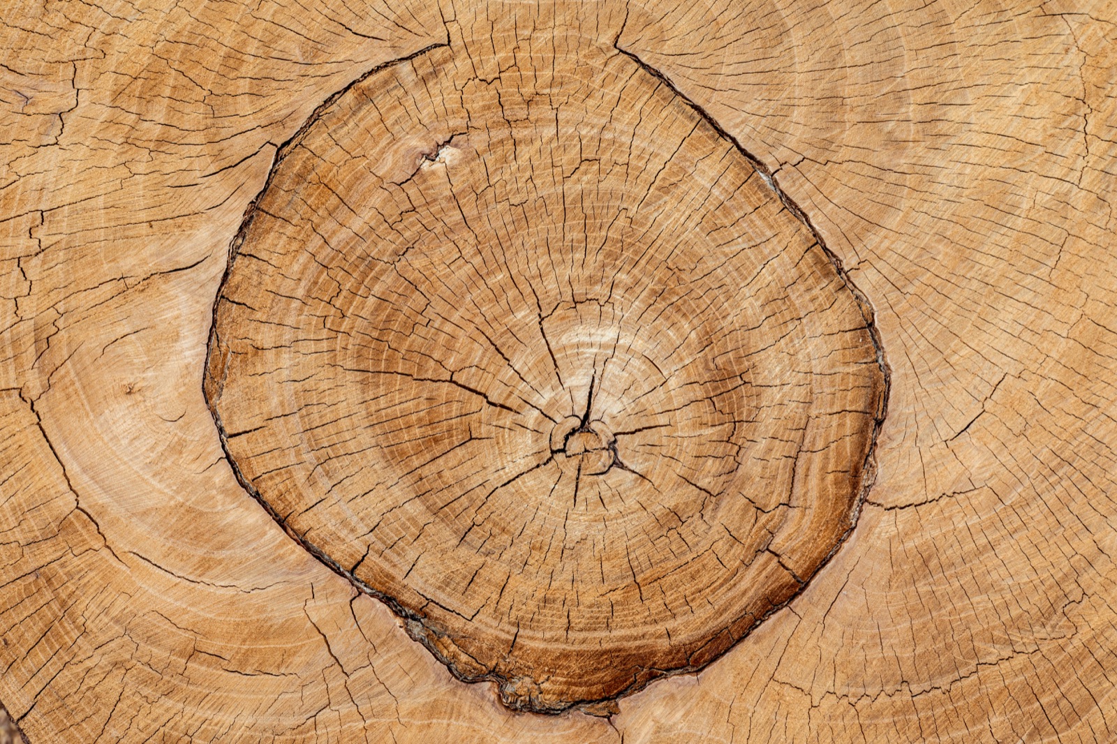 Holzbau für das kleinHAUS: Natürlich, nachhaltig, zukunftsfähig