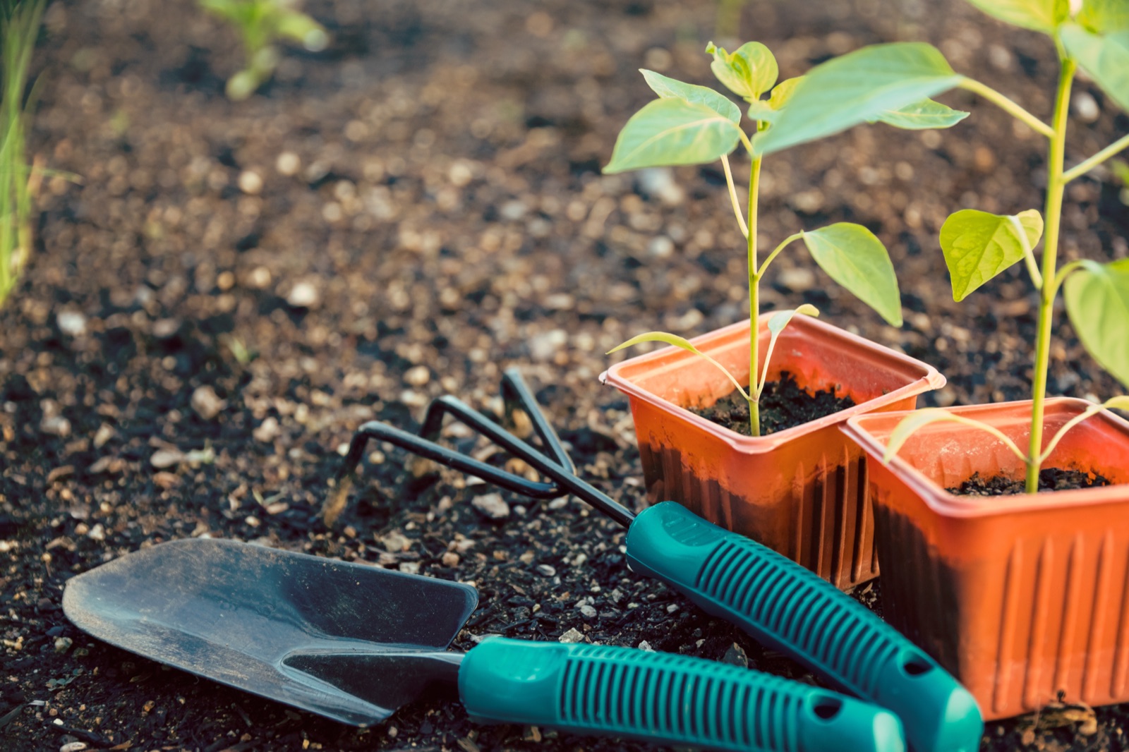 Urbanes Gardening: Nachhaltigkeit und Selbstversorgung im kleinHAUS